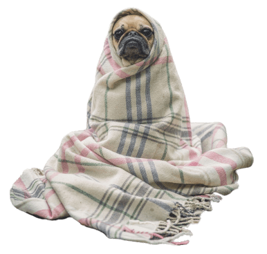 Pet Watching Services - Luzerne County Pennsylvania Pet Watching Services - Luzerne County Pennsylvania