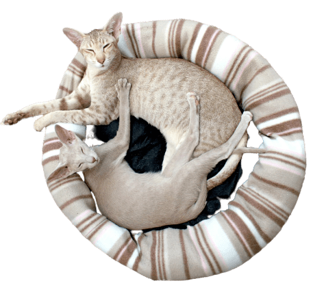 Pet Sitting in Crestwood, Wilkes-Barre Area, Hanover Area, Wyoming Valley West, Greater Nanticoke Area, Wyoming Area and Dallas.  Pet Sitting in Crestwood, Wilkes-Barre Area, Hanover Area, Wyoming Valley West, Greater Nanticoke Area, Wyoming Area and Dallas.